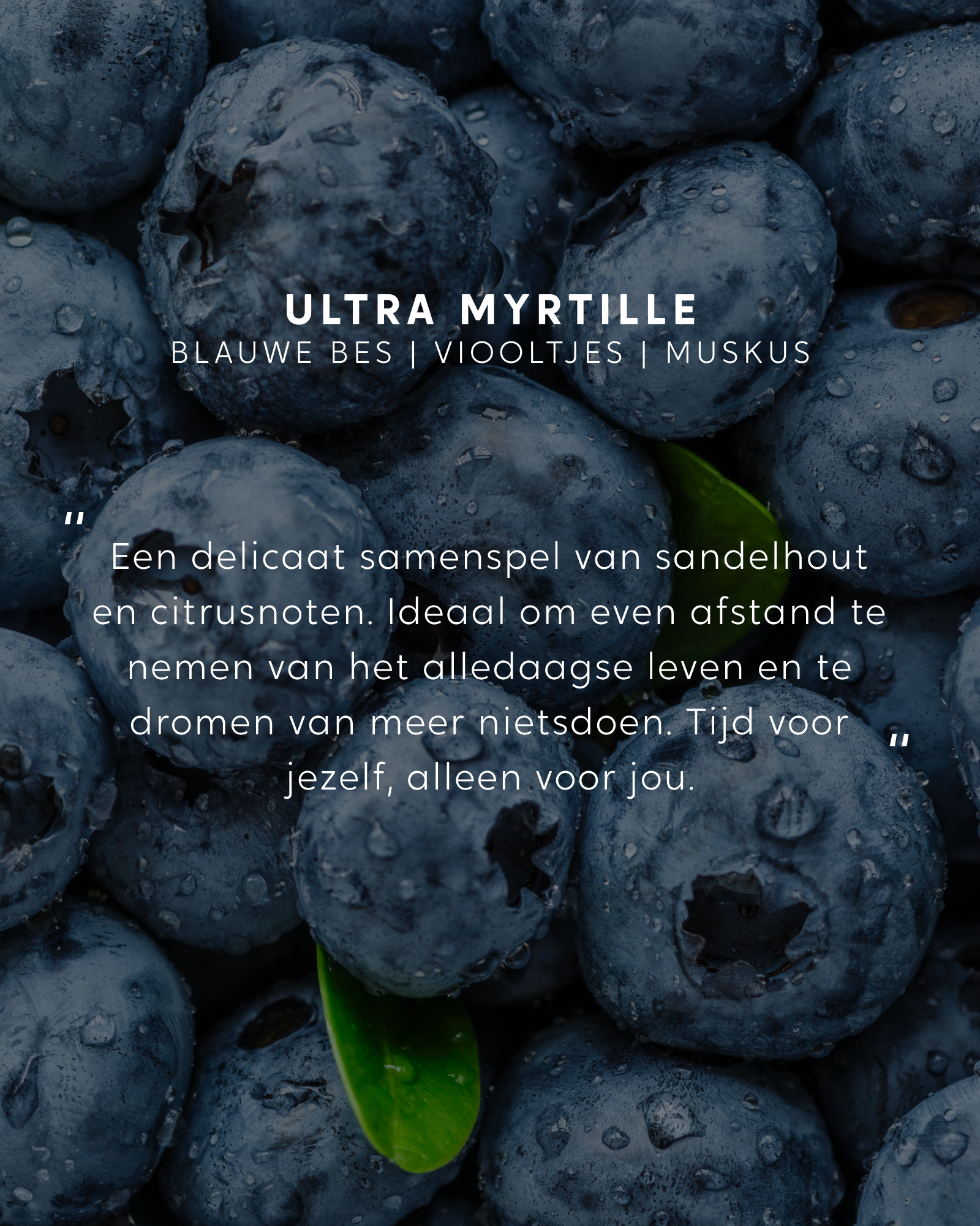 Geparfumeerd boeket Ultra Myrtille
