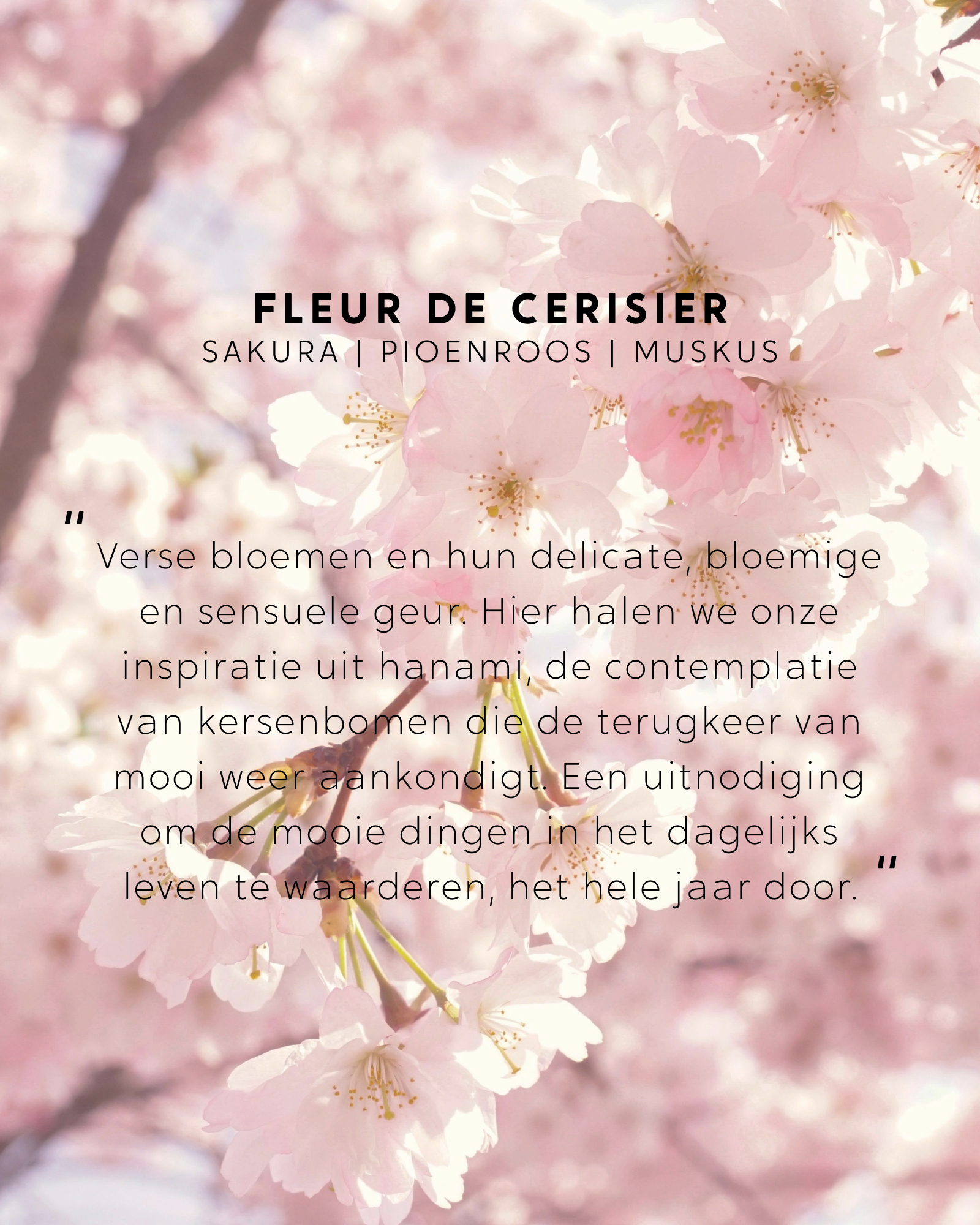 Geurkaars met sieraad Fleur de Cerisier