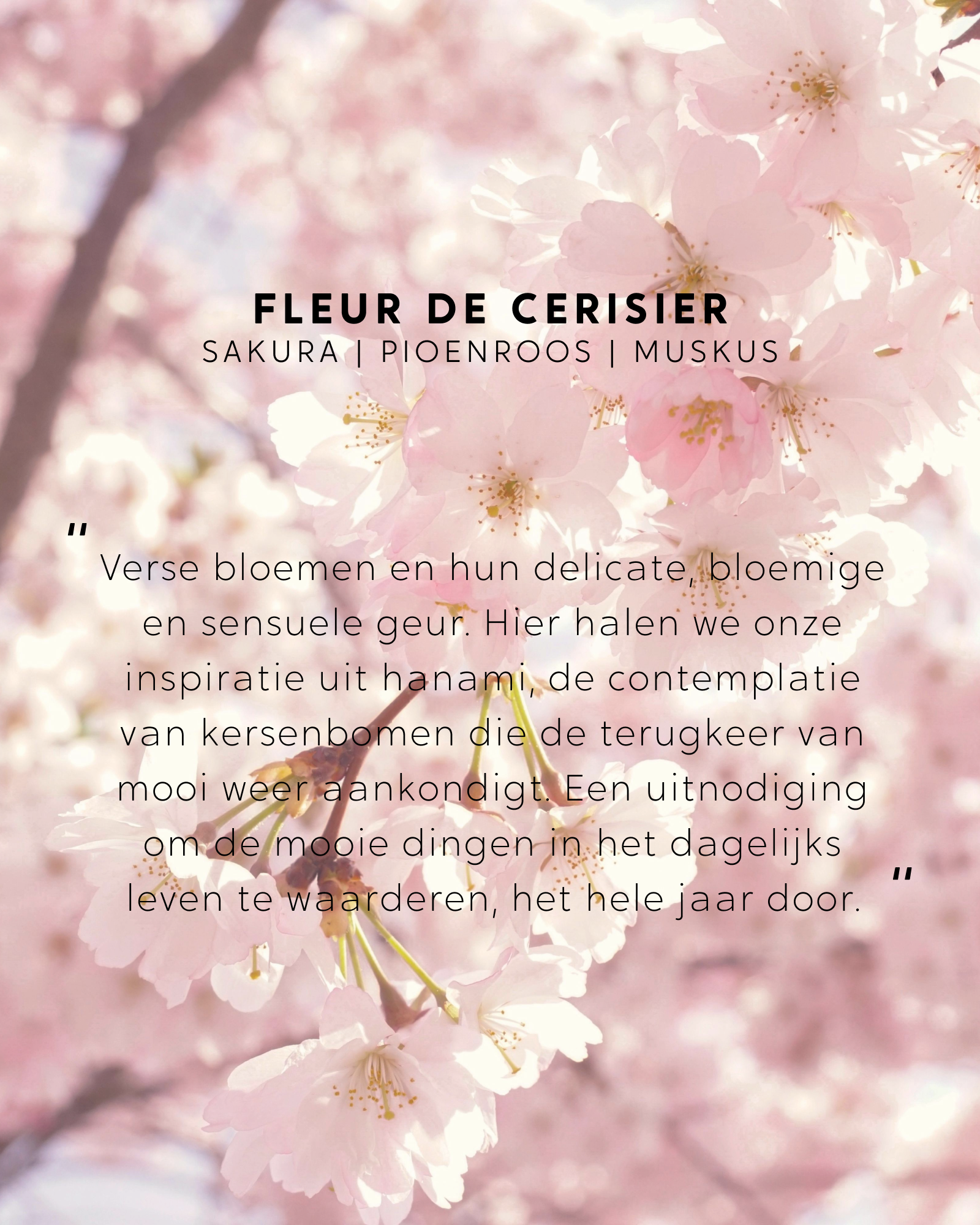 Boeket navulling Fleur de Cerisier